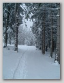 pilat_hiver_foret_neige.jpg
